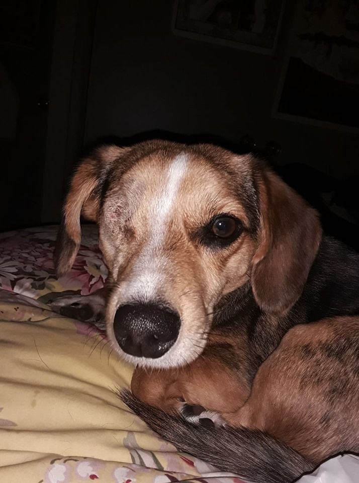 Man charged with animal cruelty after fracturing a dog's eye socket with a log, police say